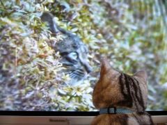 ヨコハマ猫の美術館協賛「ねこ展」@GALERIE PARIS_f0006713_0184677.jpg