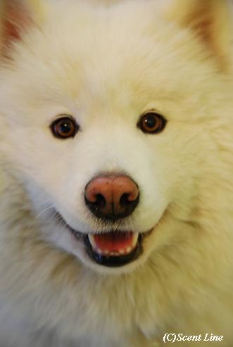 「犬の勉強会」変更のお知らせ_c0099133_22523738.jpg