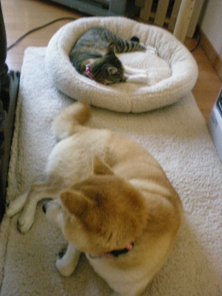 2009年2月10日(火)愛ちゃんが見守っている~!_f0060461_21285496.jpg