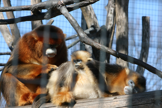 東山動物園②・・・ファミリー_d0149663_15161182.jpg