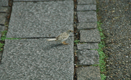 早朝散歩 宇治川-鳥_e0164563_1635959.jpg
