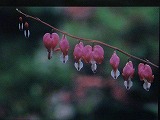今週の展覧会_e0045977_15475613.jpg