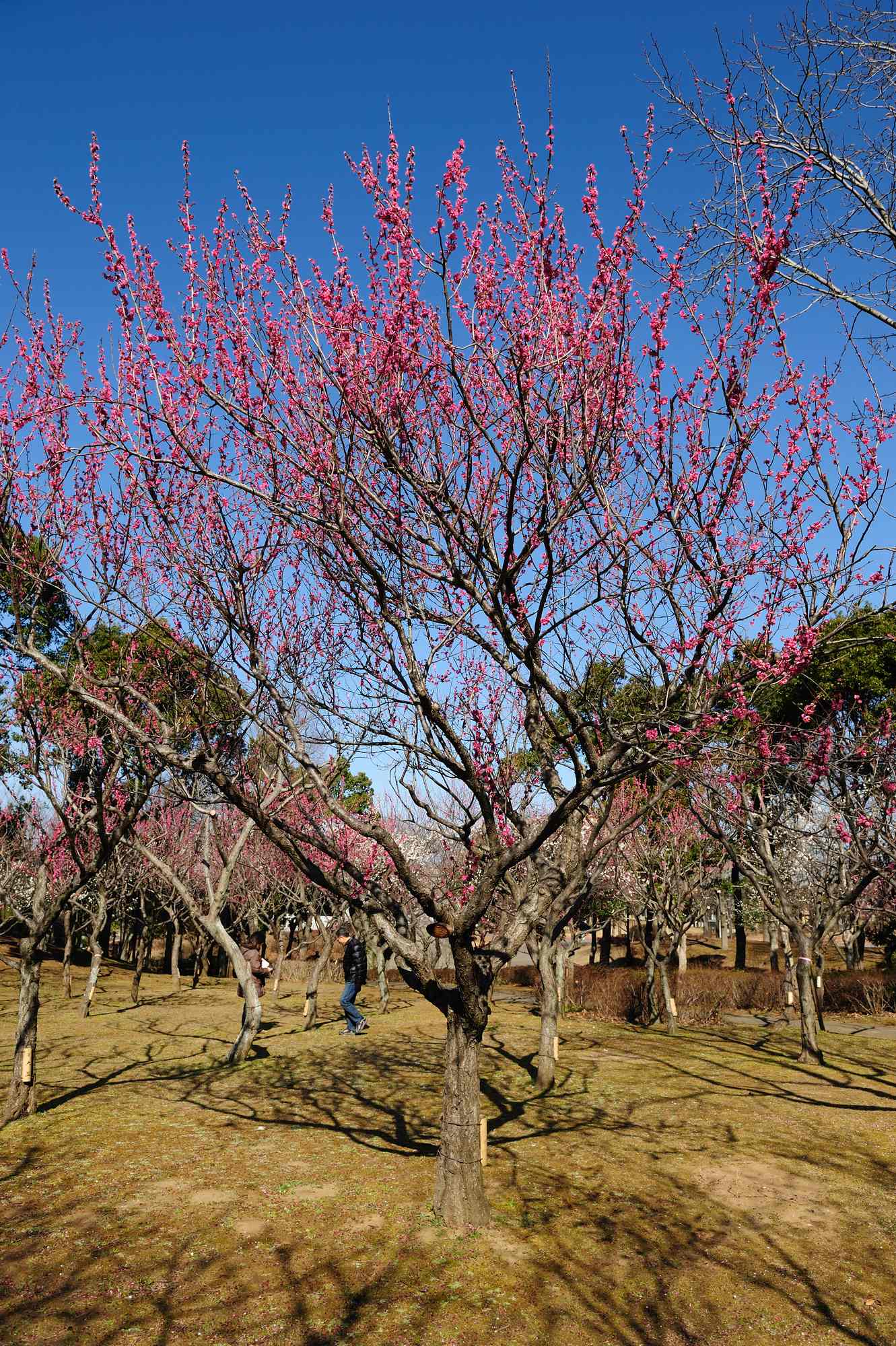 風邪が治らず…_e0071178_5335077.jpg