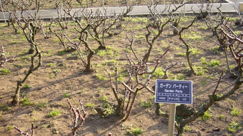 神代植物園へ～～～_b0078079_22263175.jpg