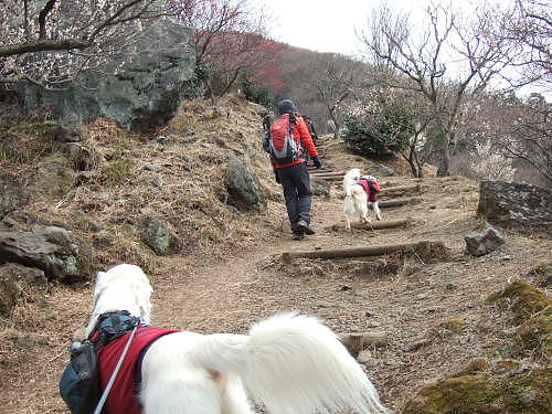 幕山・南郷山（その１）　２月９日（月）_b0136381_11462223.jpg