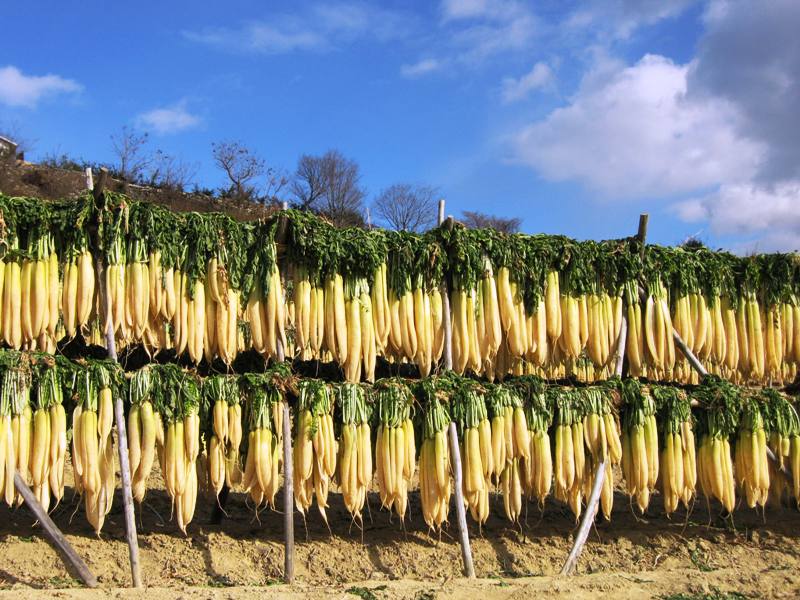 割干大根の天日干し風景_c0144985_165835100.jpg