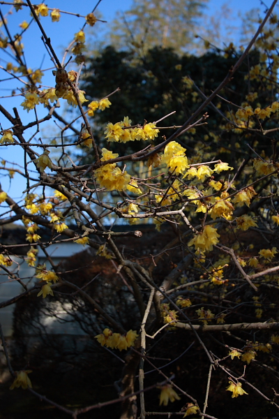圓通寺_e0051888_5221645.jpg