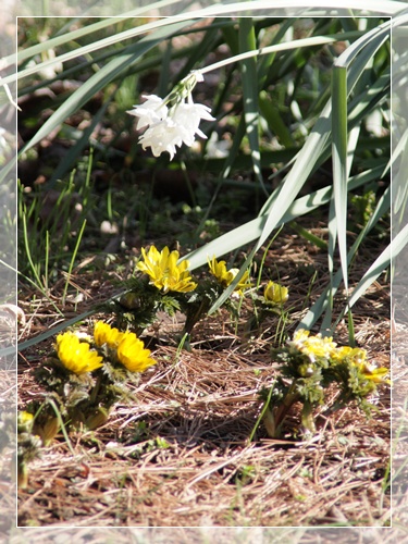 　御苑の花たち　２_f0154796_112540.jpg