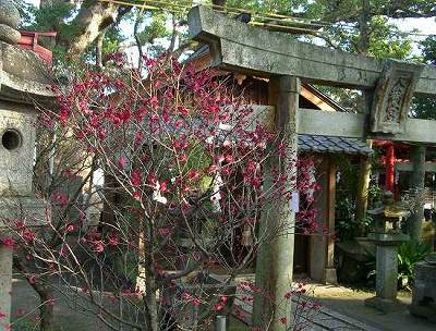 松の森神社の梅_a0065498_1112337.jpg