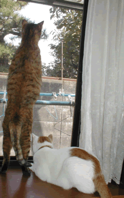 a0081907_004851.gif