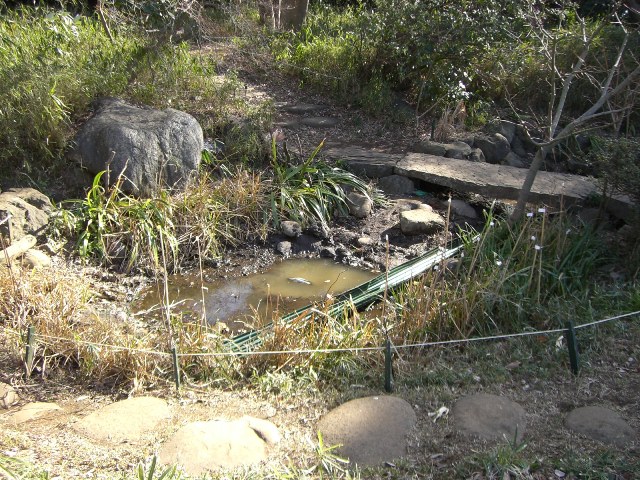 アサザ池に謎の水路_b0049307_2044777.jpg