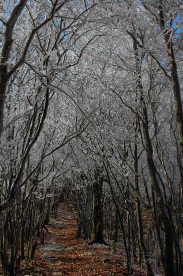 2009　仰烏帽子山の福寿草_f0196109_2121194.jpg