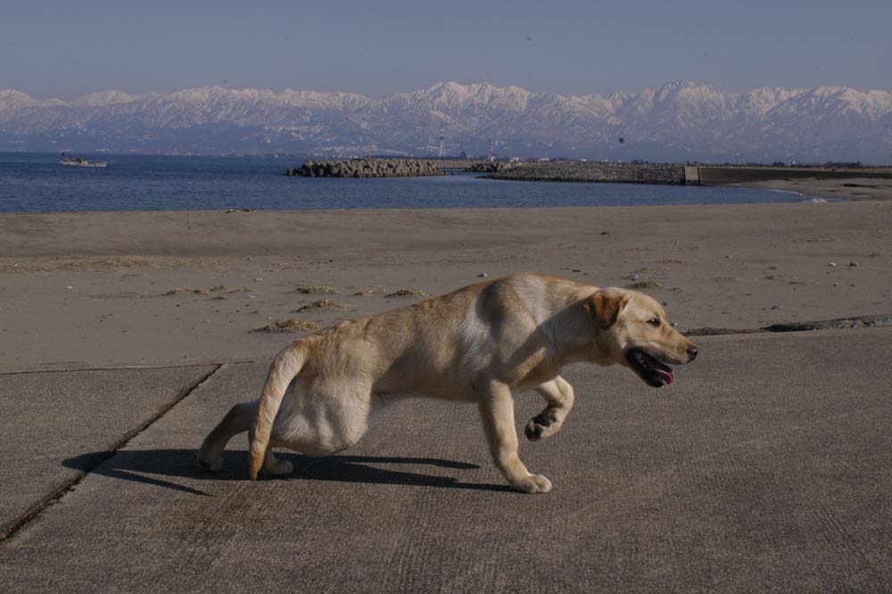 海老江海浜公園 波平の絵日記 ラブラドール犬種