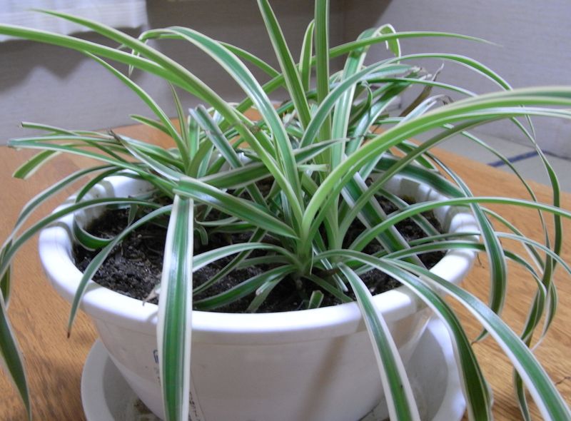 部屋の空気をきれいにしてくれる植物_c0025115_21233852.jpg