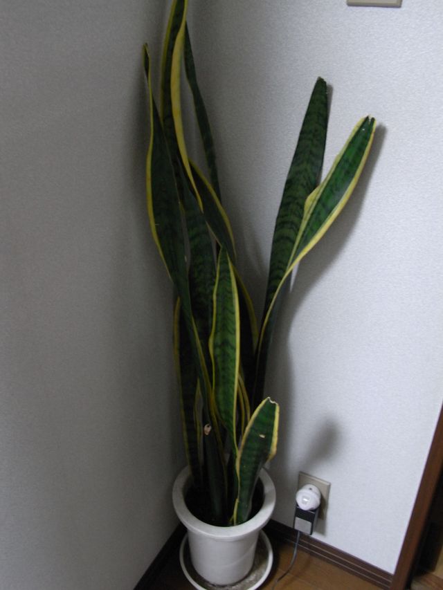 部屋の空気をきれいにしてくれる植物_c0025115_21274056.jpg