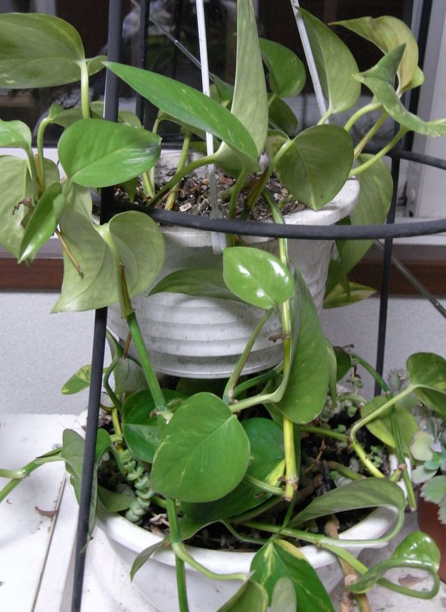 部屋の空気をきれいにしてくれる植物_c0025115_21303843.jpg