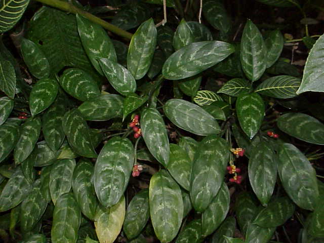 部屋の空気をきれいにしてくれる植物_c0025115_2154033.jpg