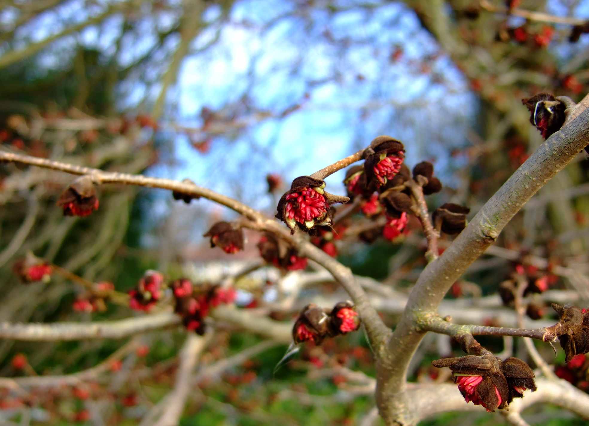 冬のWisley_c0120526_21221550.jpg