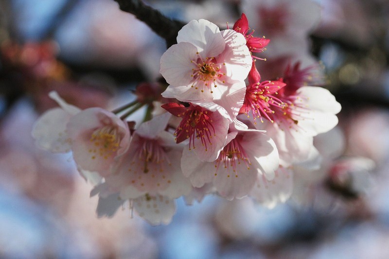 西新井大師の寒桜_e0052135_1158886.jpg