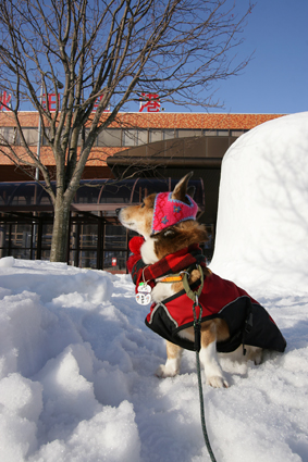 空の旅　犬と共なら　どこまでも_b0031538_235532.jpg