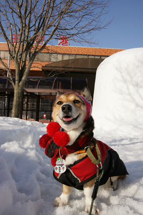 空の旅　犬と共なら　どこまでも_b0031538_23555760.jpg