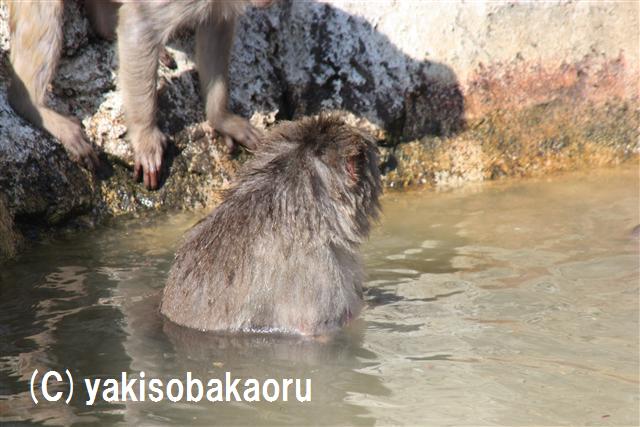 アカゲザル（東武動物公園）_f0097047_1673760.jpg