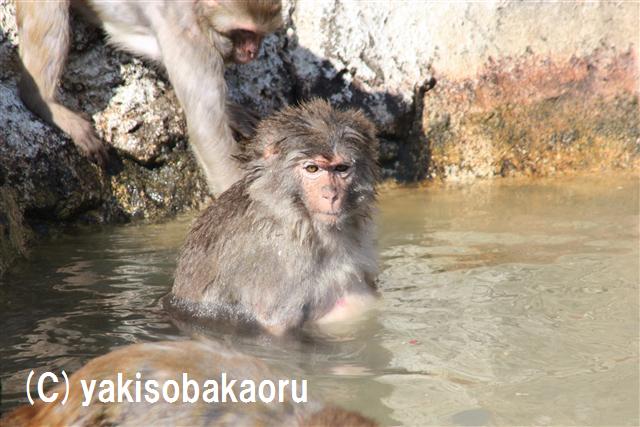 アカゲザル（東武動物公園）_f0097047_1683226.jpg