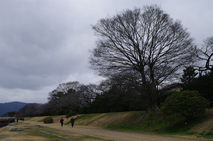 久しぶりにリキと鴨川散歩．．． Ⅱ（帰り）_f0152550_22293570.jpg