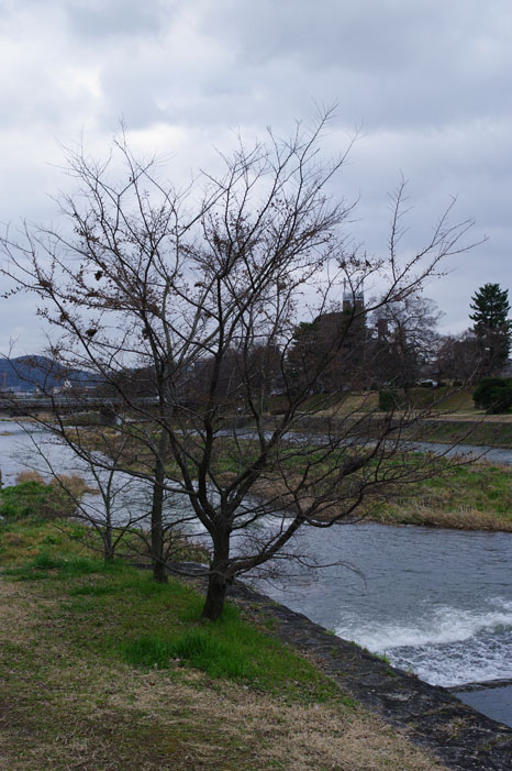 久しぶりにリキと鴨川散歩．．． Ⅱ（帰り）_f0152550_22314175.jpg