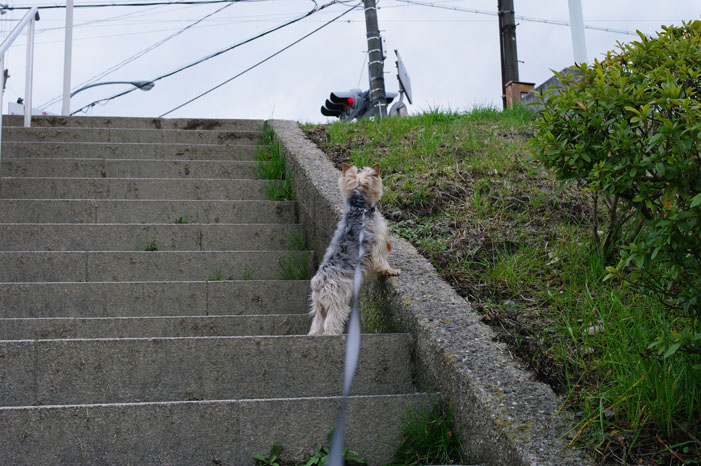 久しぶりにリキと鴨川散歩．．． Ⅱ（帰り）_f0152550_22322523.jpg