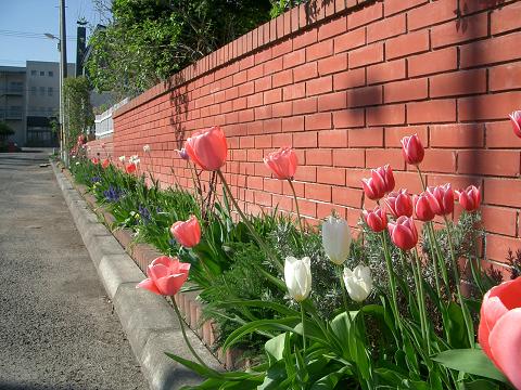 a0075455_804851.jpg