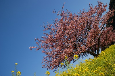 桜_a0117858_20561633.jpg