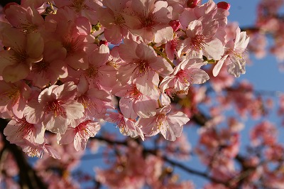 桜_a0117858_2105374.jpg