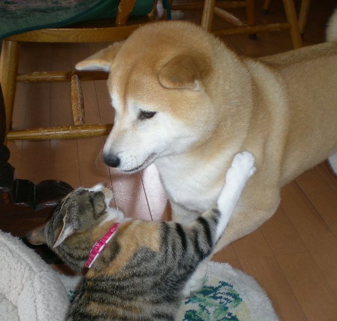 2009年2月11日(水)見詰め合う愛ちゃんと心ちゃん!_f0060461_20594185.jpg