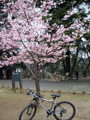 河津桜_c0177863_16301666.jpg