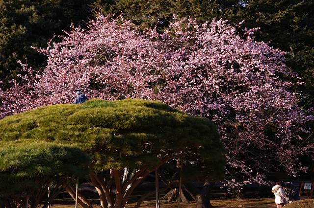 新宿御苑　-寒桜-_a0056769_1232249.jpg