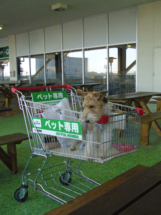c0070377_1546412.gif
