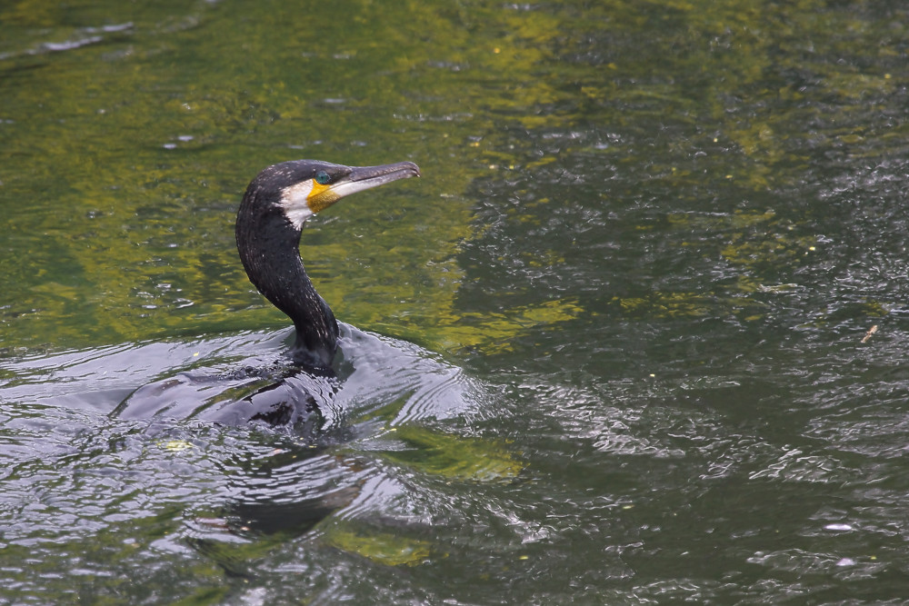 ウミウ（海鵜） カワウとはちがう : 身近な自然を撮る