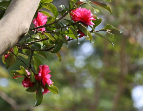 c0144185_9314168.jpg