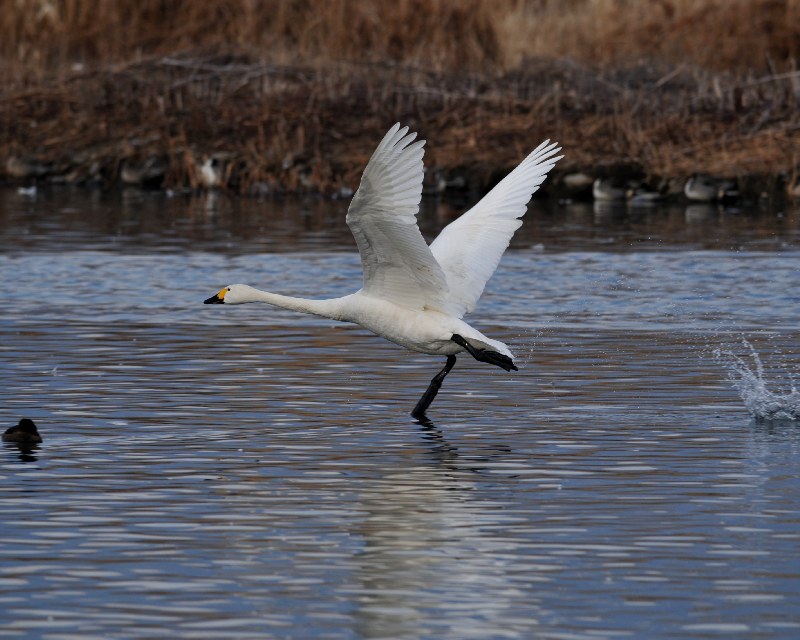 北穂高へ舞い立つ白鳥達_e0103903_20151261.jpg