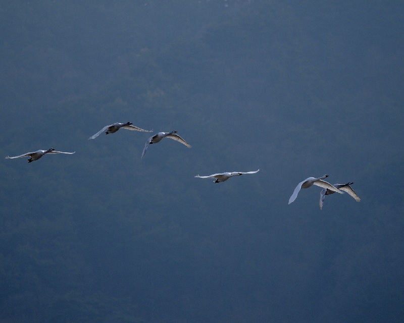 北穂高へ舞い立つ白鳥達_e0103903_20181145.jpg