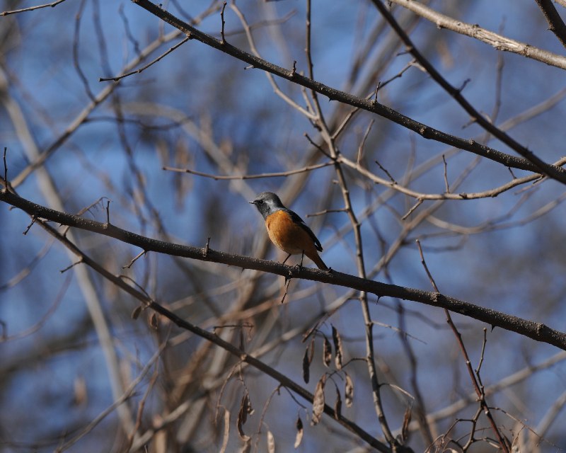 北穂高へ舞い立つ白鳥達_e0103903_20215754.jpg