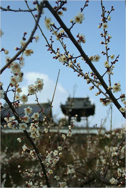   梅と水仙と菜の花そしてお寺と・・・・_c0100214_17314525.jpg