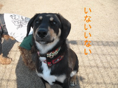 e0162524_084039.gif