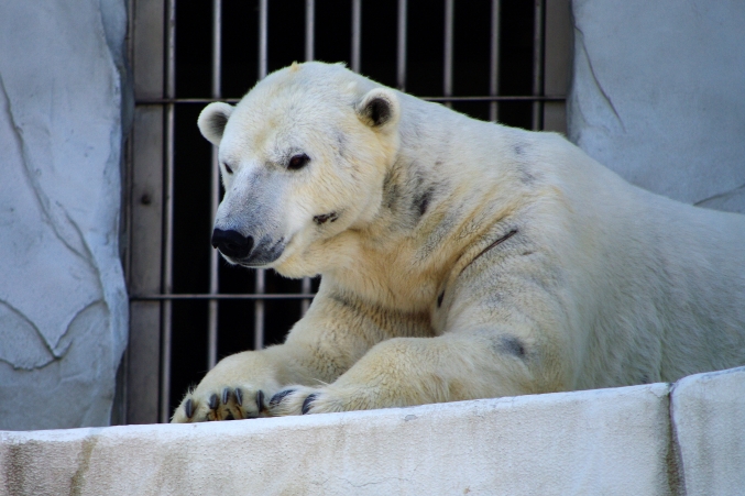 やっぱり白クマは白くないとね リズムのある暮らし