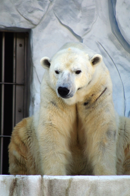 やっぱり白クマは白くないとね リズムのある暮らし