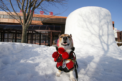 空の旅　犬と共なら　どこまでも_b0031538_002717.jpg