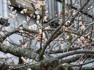 b0126538_11172648.jpg