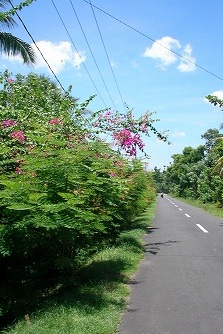 Ride On A Scooter お気に入り編 ～Kusambi→Seraya→Ujung～_a0074049_23282259.jpg