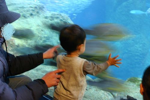 新江ノ島水族館_d0068151_2241918.jpg